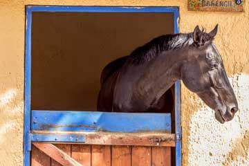 Seirios Riding Club gallery